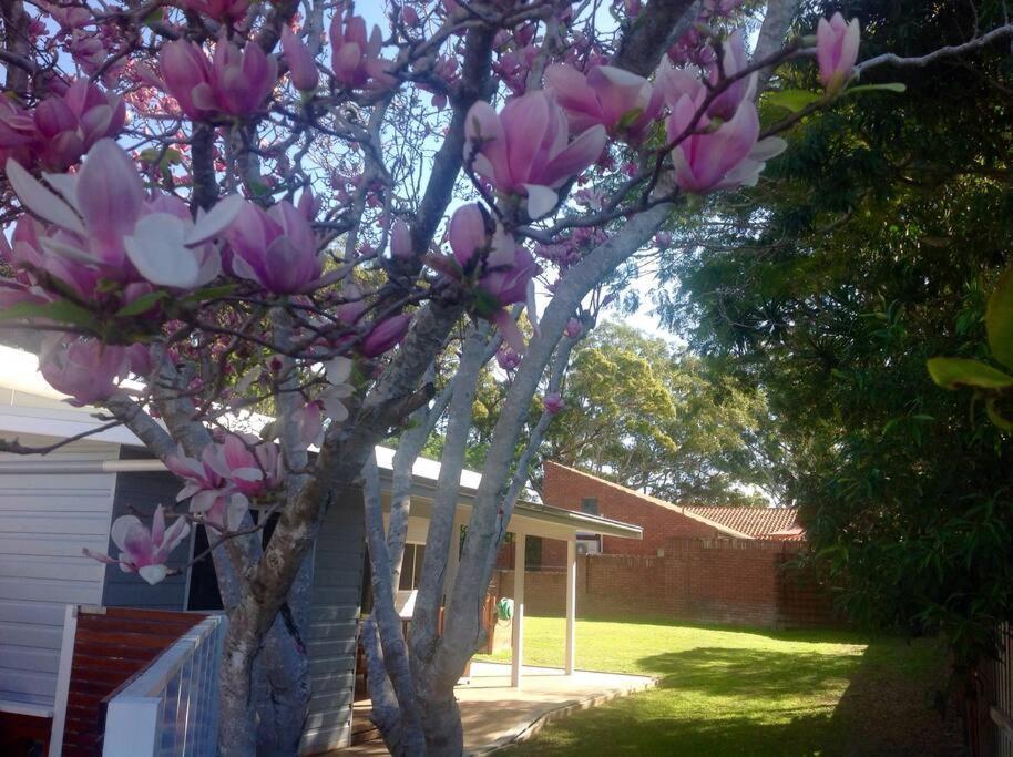 Magnolia Cottage Coffs Harbour Extérieur photo